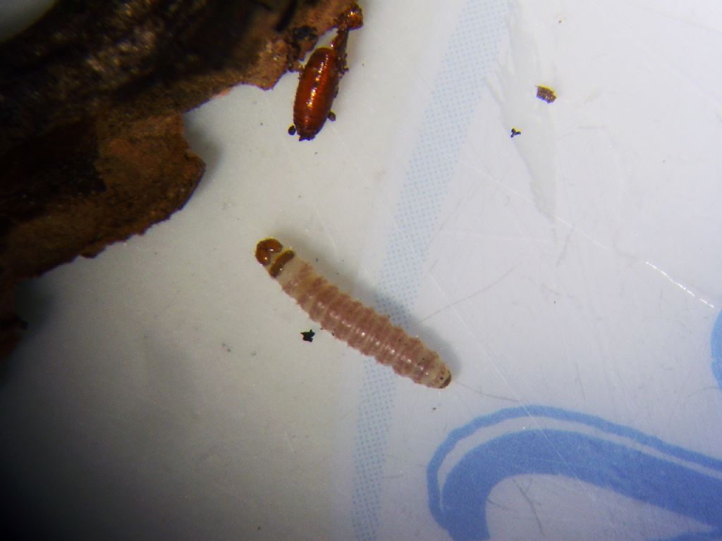Larva di Cydia pomonella su noce